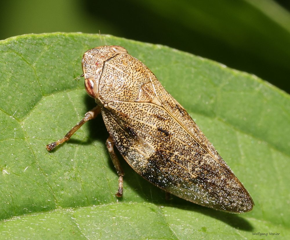 Zikade Foto & Bild nah & makro, tiere, wildlife Bilder auf