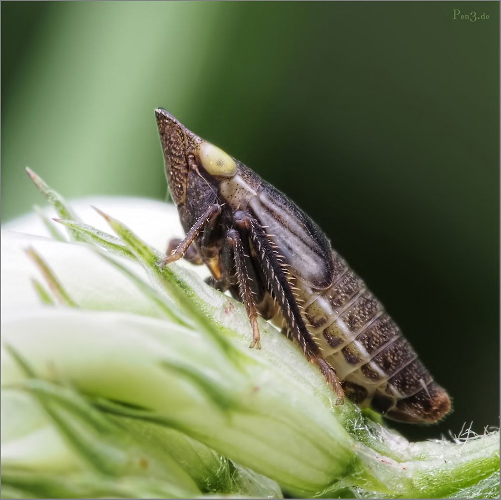 Zikade...... Foto & Bild tiere, wildlife, insekten Bilder auf