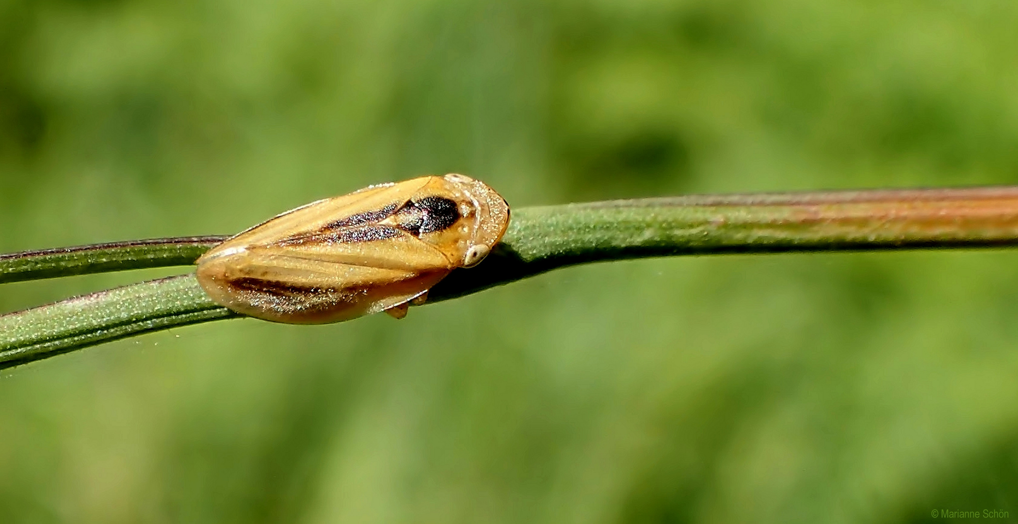 Zikade... 3mm klein oder groß...