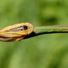 Zikade... 3mm klein oder groß...