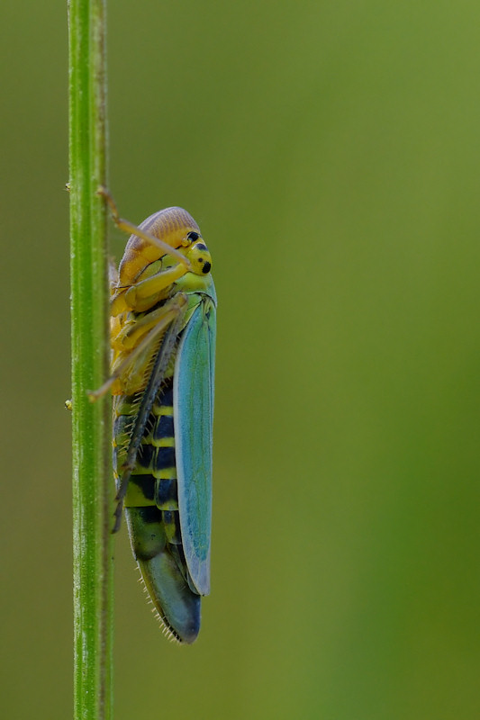 Zikade Foto & Bild tiere, wildlife, insekten Bilder auf