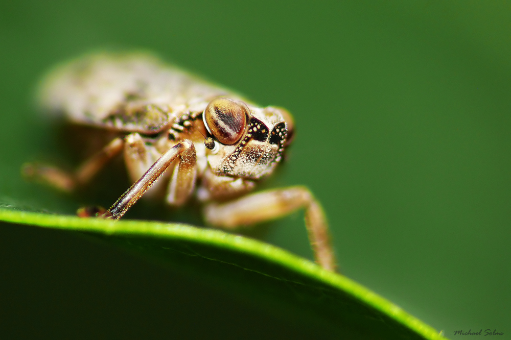 Zikade - Auge in Auge