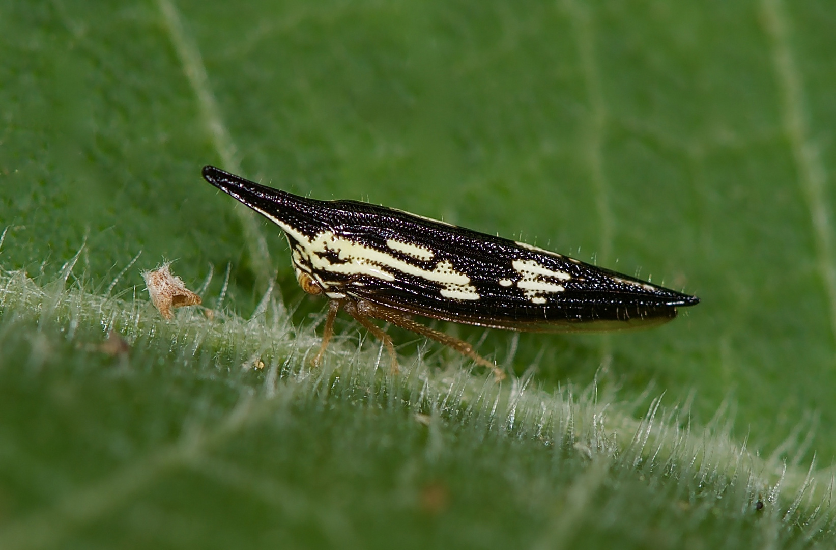 Zikade aus dem Nebelwald von Panama