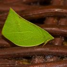 Zikade aus dem Tropischen Regenwald von Borneo