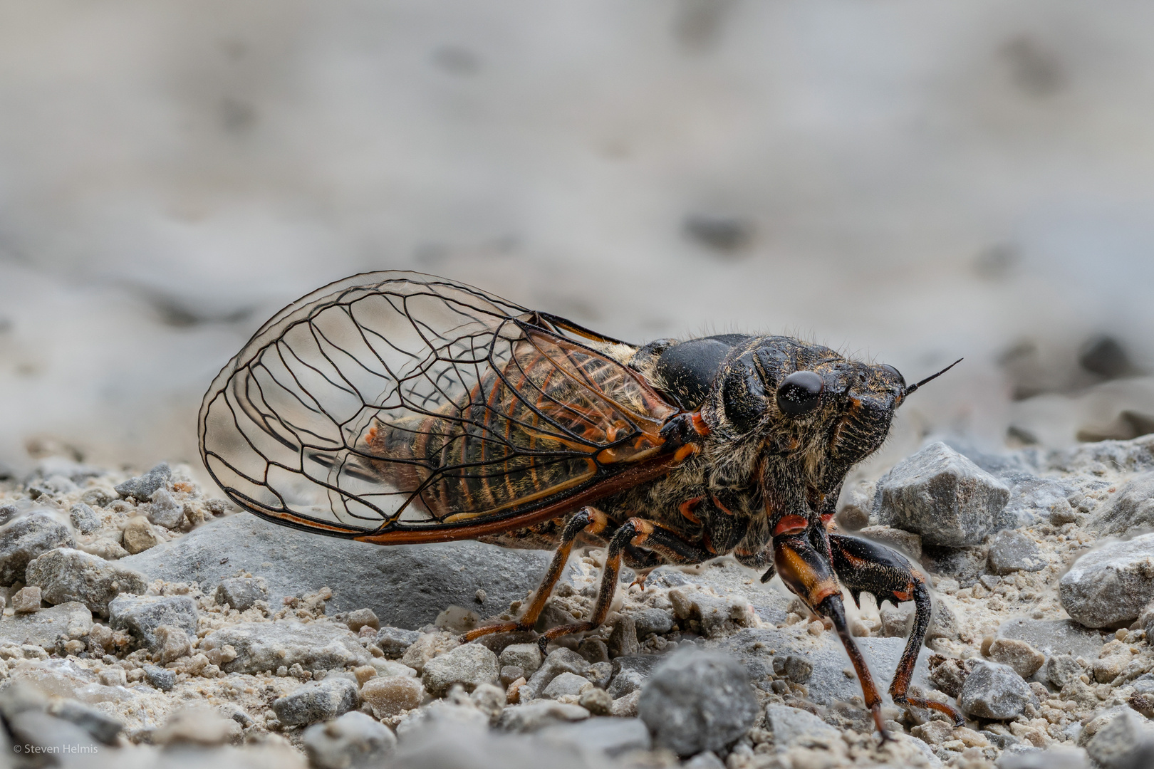 Zikade Foto & Bild | tiere, wildlife, insekten Bilder auf fotocommunity