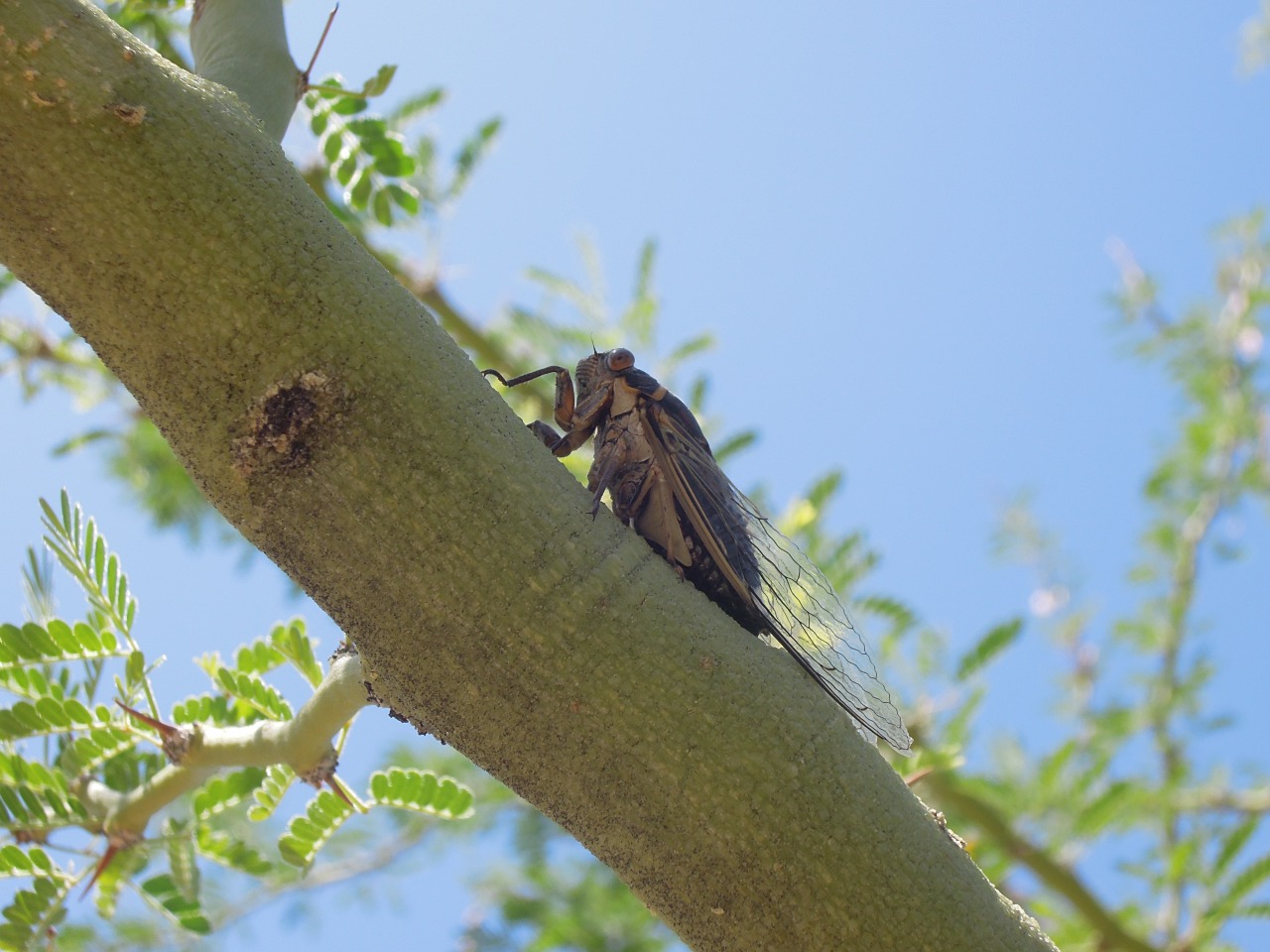 Zikade in Tucson
