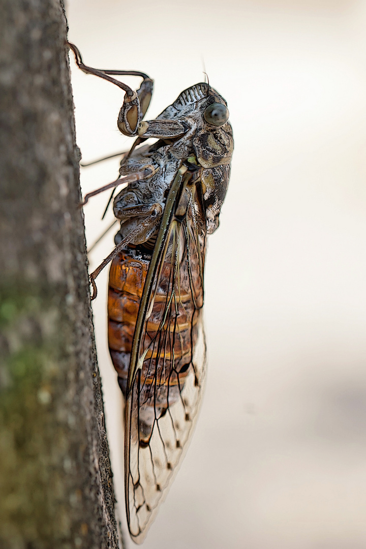 Zikade - Lat. Cicadis