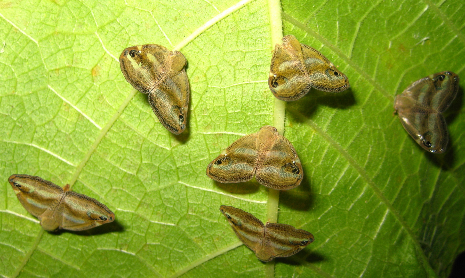 Zikade oder Schmetterling?... Zikade! Ricania japonica Bestimmt v. Claude Perret