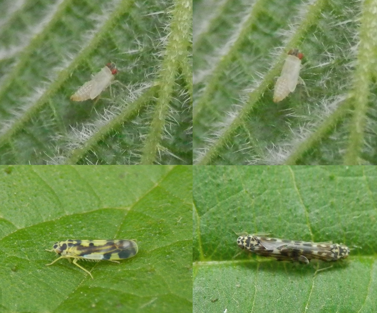 Zikaden (Eupteryx aurata und Eupteryx urticae) auf der Großen Brennessel (Urtica dioica)