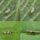 Zikaden (Eupteryx aurata und Eupteryx urticae) auf der Großen Brennessel (Urtica dioica)