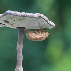 Zikaden Exuvie auf Pilz