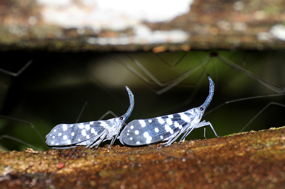 Zikaden ? Foto & Bild tiere, wildlife, insekten Bilder auf