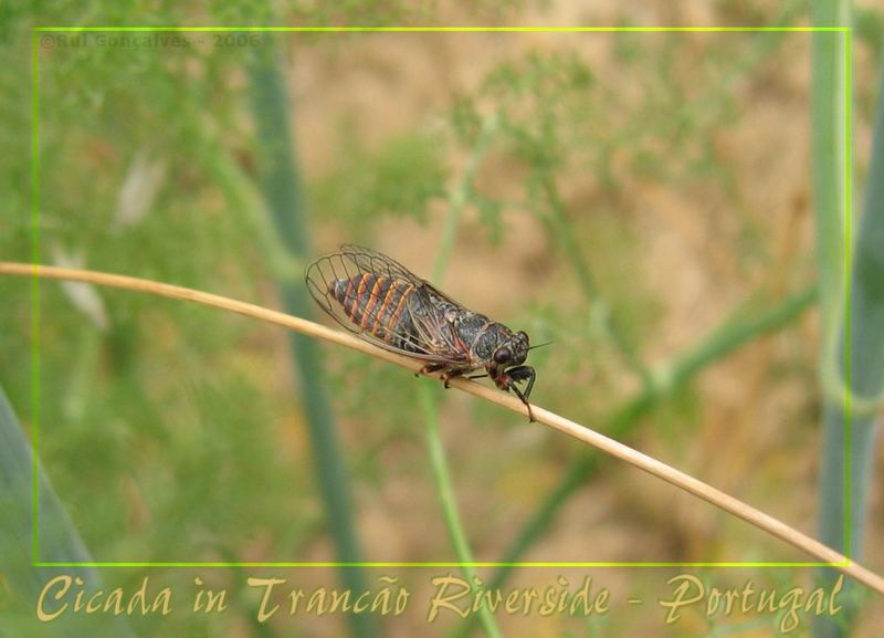 Zikaden - Trancão Riverside - Portugal