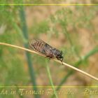 Zikaden - Trancão Riverside - Portugal