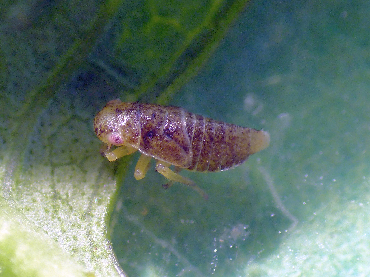 Zikadenlarve (3 mm) - auf Buchenblatt entdeckt