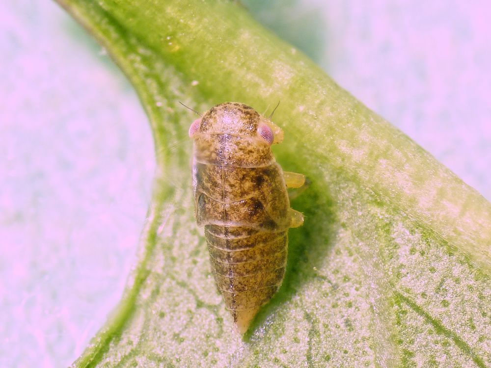 Zikadenlarve (3 mm) - auf Buchenblatt entdeckt