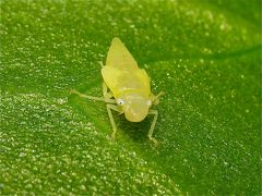 Zikadenlarve - eventuell eine frisch gehäutete der Grünen Zwergzikade (Cicadella viridis)