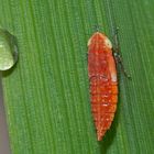 Zikadenlarve im frühen Stadium (2. von 5) * - Une mini larve de cigale.