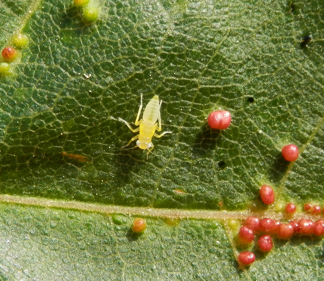 Zikadennymphe und Pflanzengallen auf Spitzahornblatt