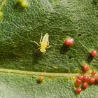 Zikadennymphe und Pflanzengallen auf Spitzahornblatt