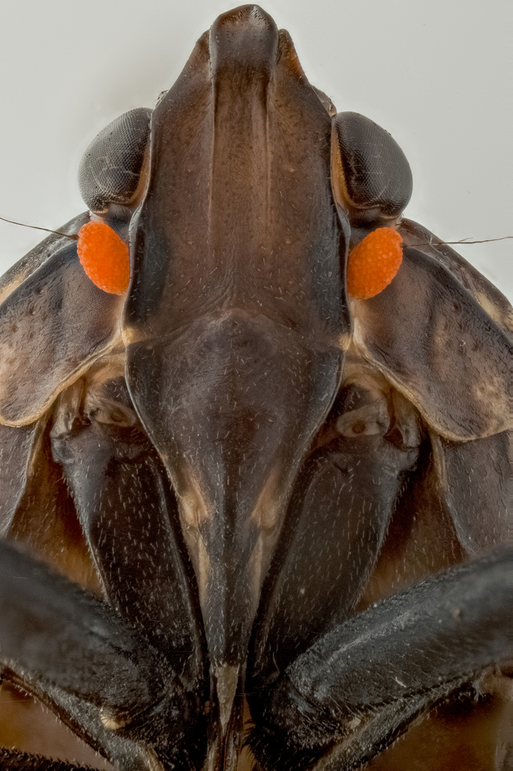 Zikadenportrait (Lanzengesicht)