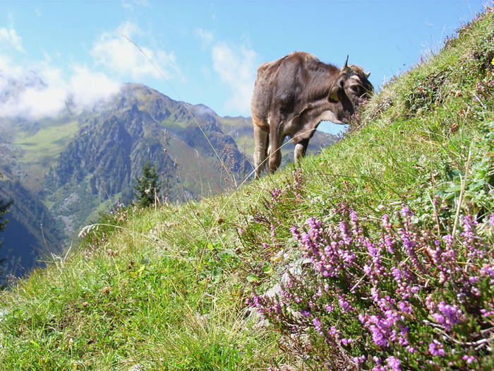 Zillertal