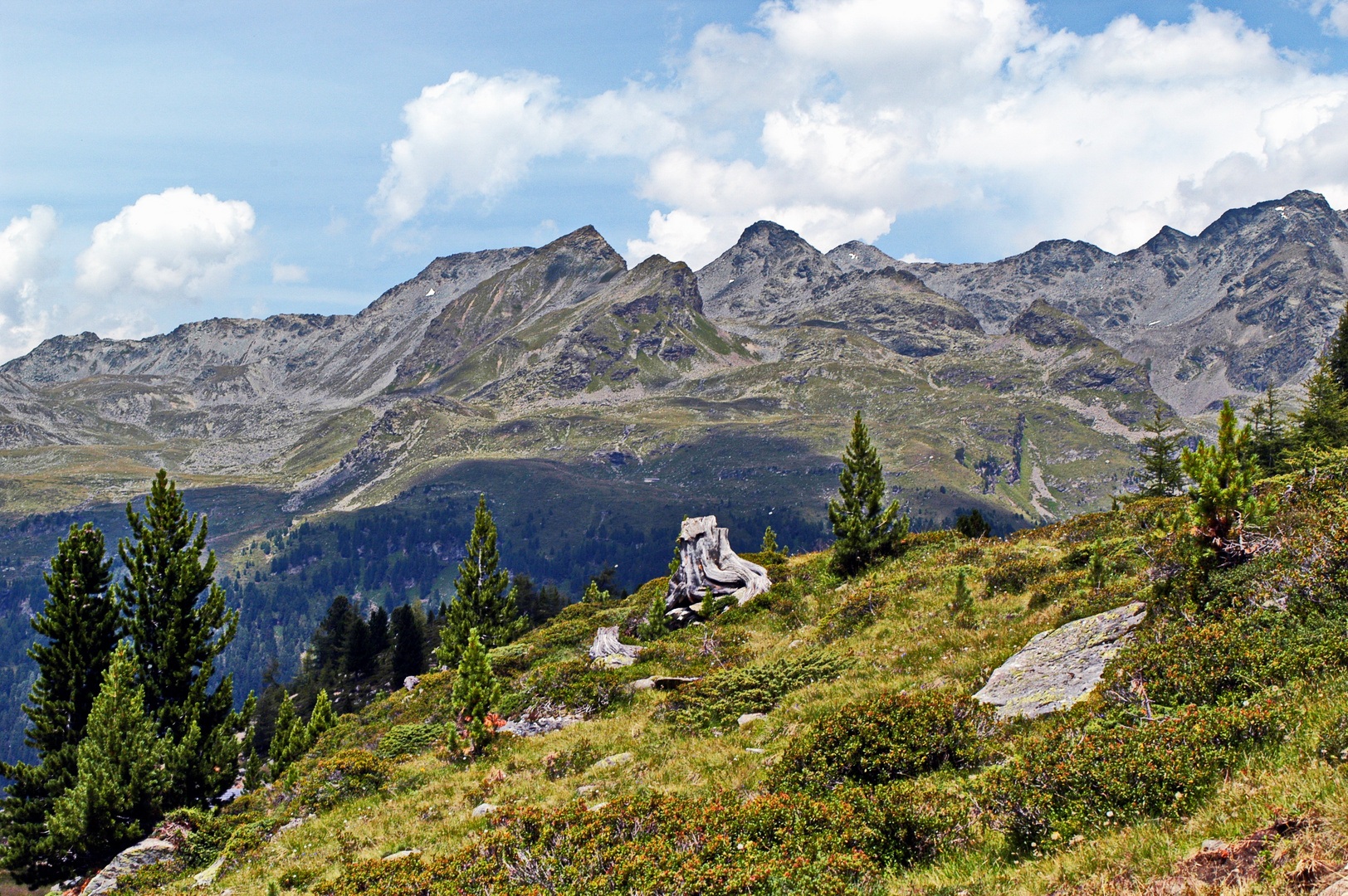 Zillertaler vom Ahrntal