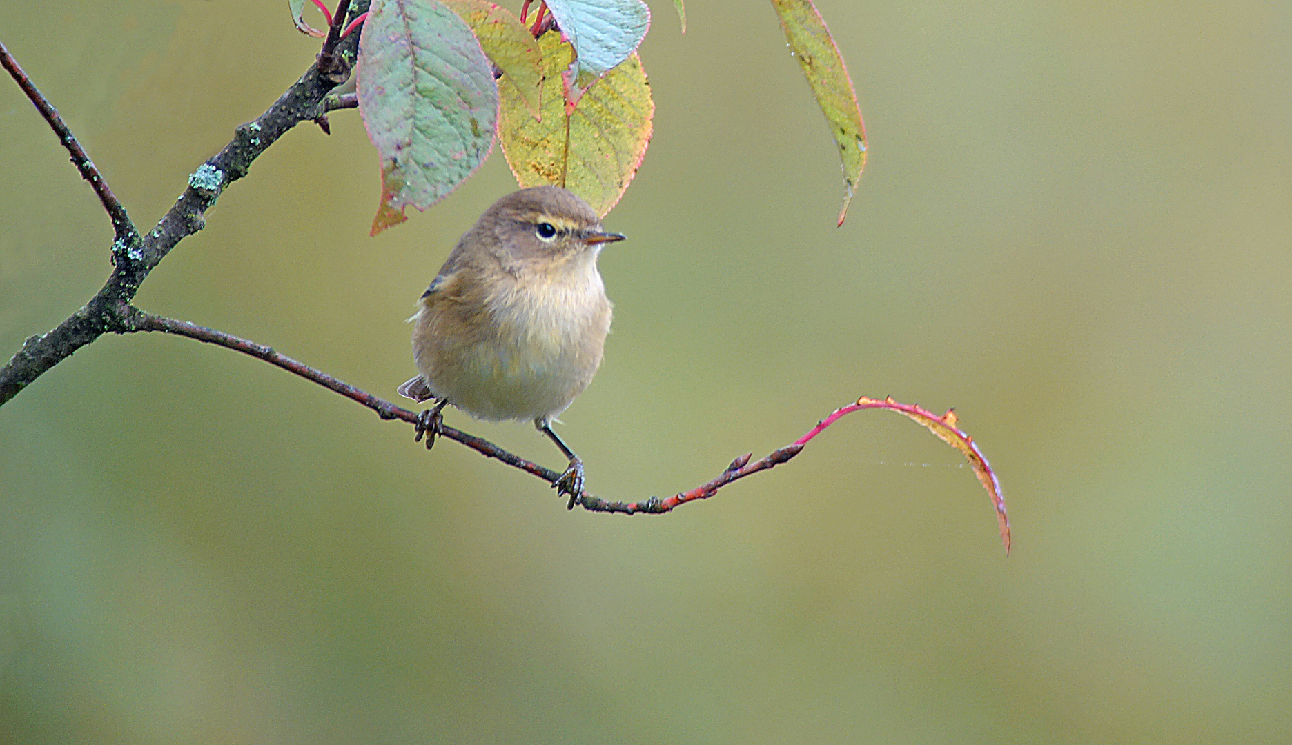 Zilp Zalp in Herbststimmung, Oktober 2015