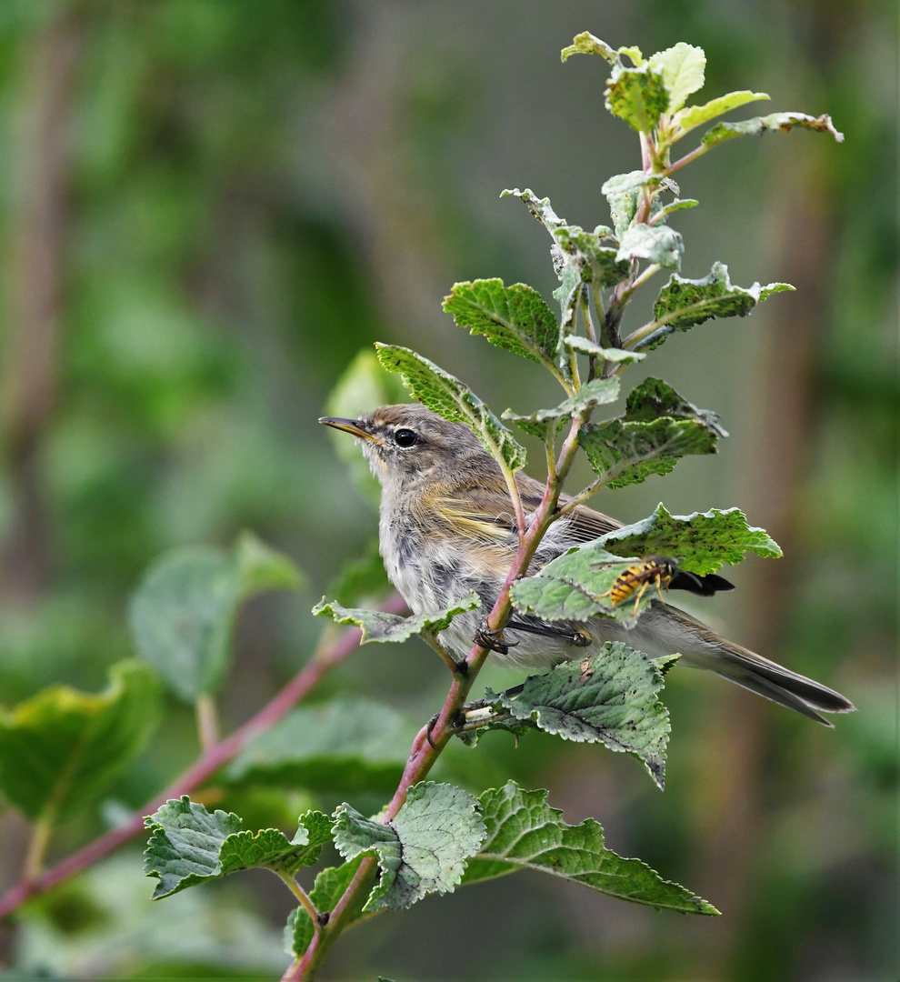 Zilp Zalp (Phylloscopus collybita) 