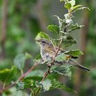 Zilp Zalp (Phylloscopus collybita) 