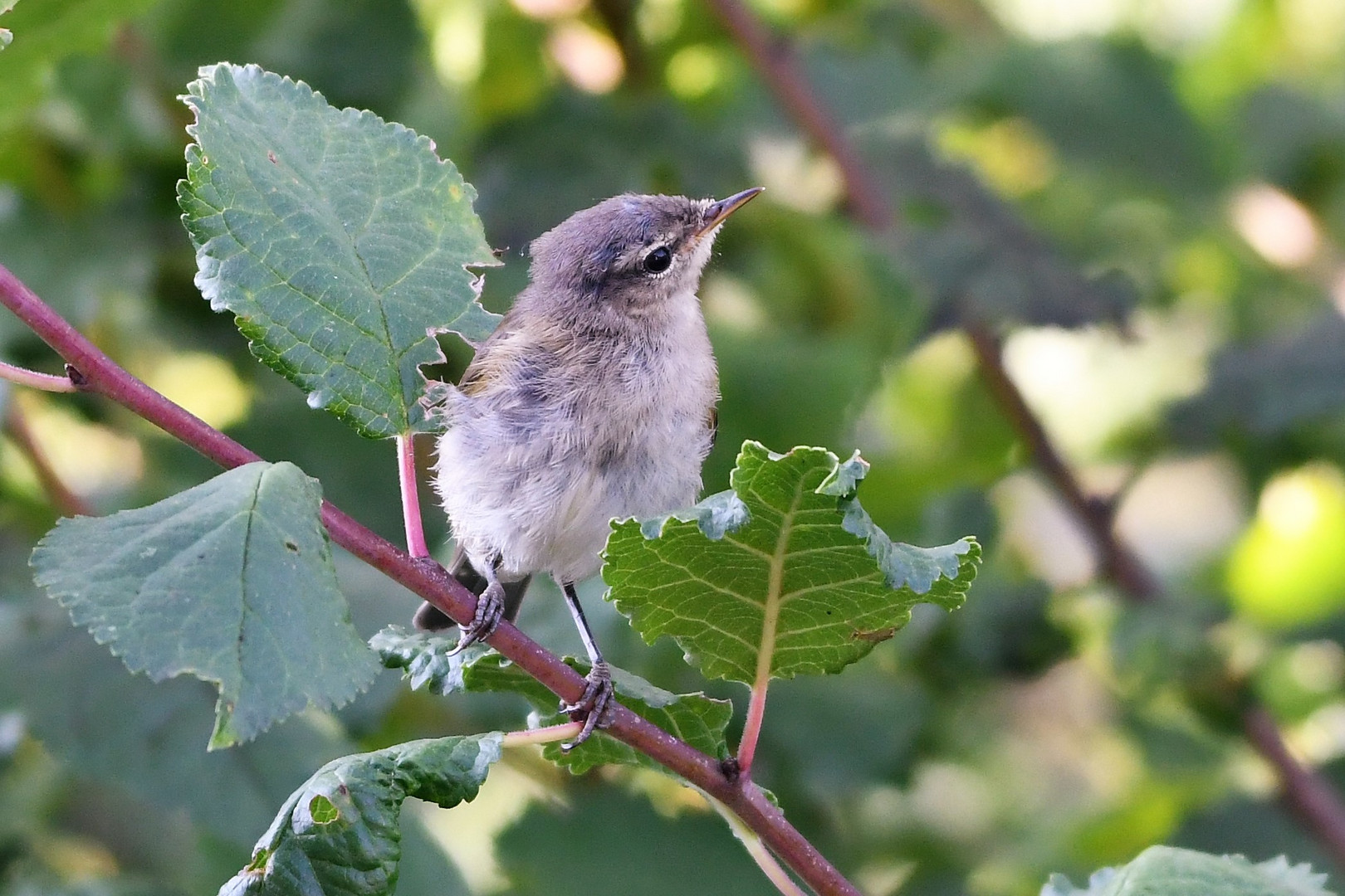 Zilp Zalp (Phylloscopus collybita) 