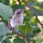 Zilp Zalp (Phylloscopus collybita) 