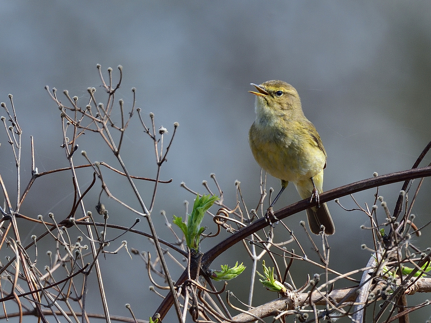 Zilp Zalp (Phylloscopus collybita), Common chiffchaff, Mosquitero común