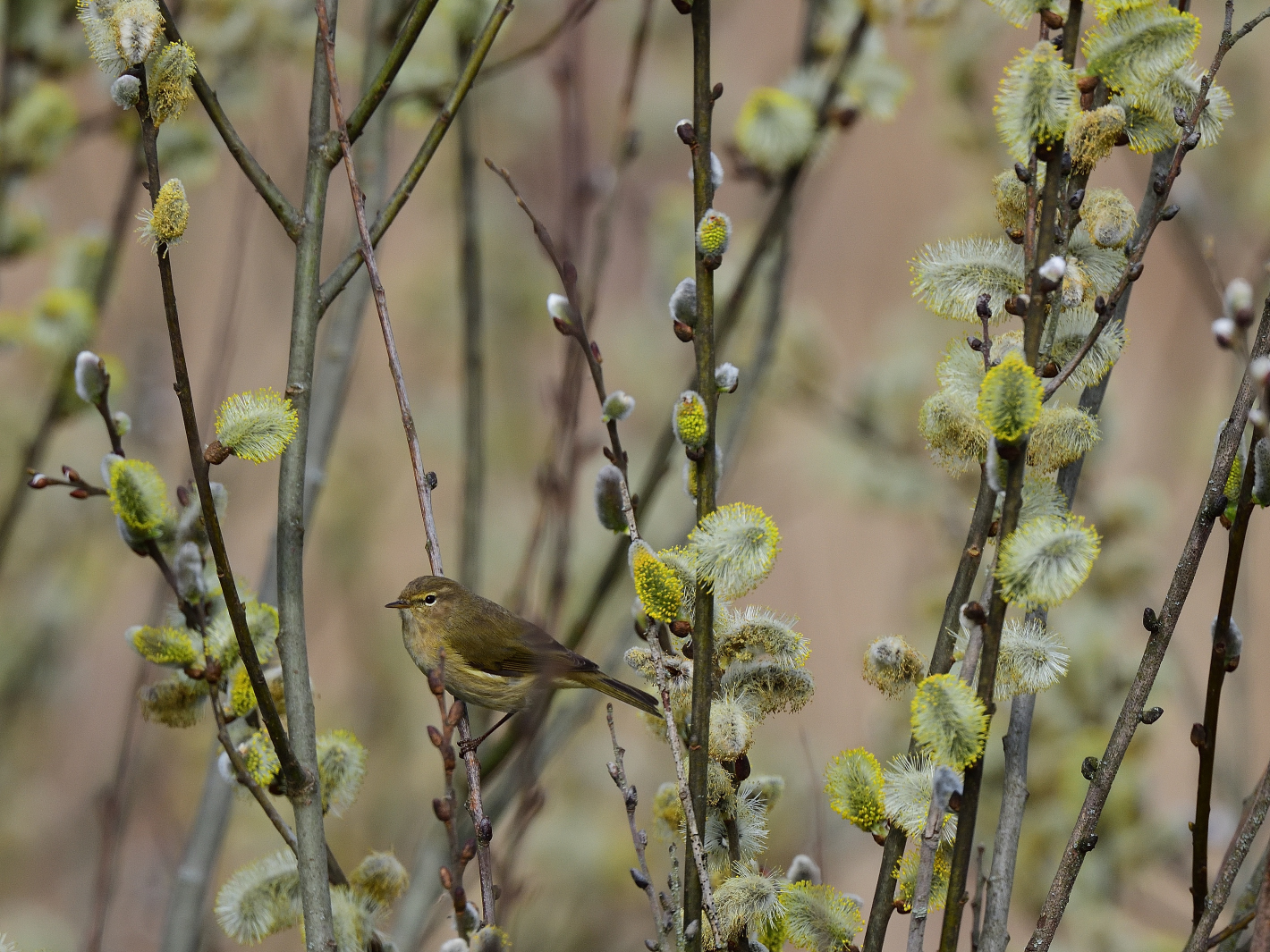 Zilp Zalp (Phylloscopus collybita), Common chiffchaff, Mosquitero común