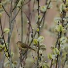 Zilp Zalp (Phylloscopus collybita), Common chiffchaff, Mosquitero común