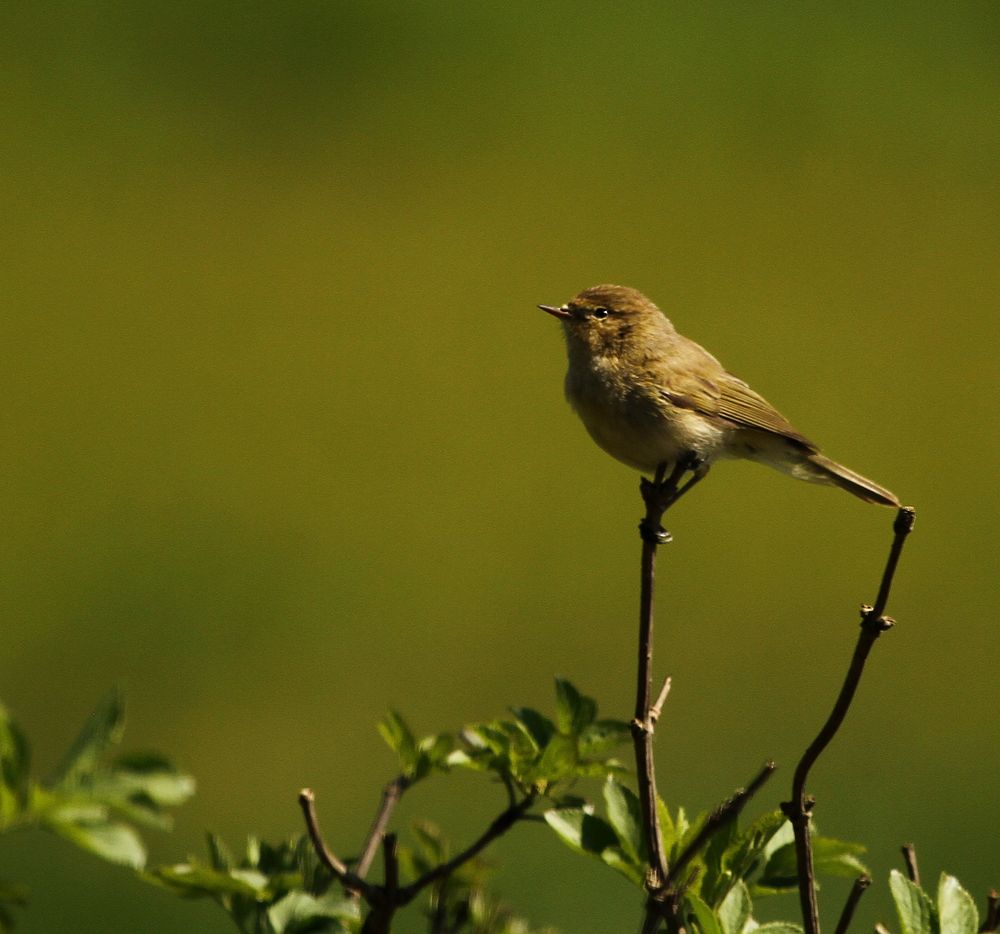 Zilpzalp Foto & Bild natur, vögel, wildlife Bilder auf