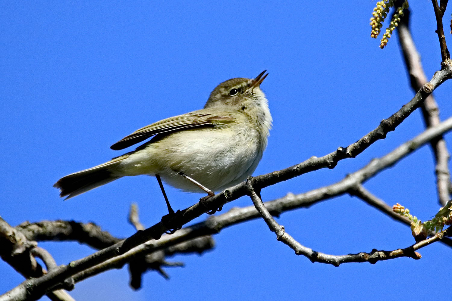 Zilpzalp Foto & Bild vögel, fotos, nature Bilder auf