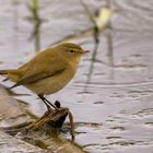 Zilpzalp am Wasser