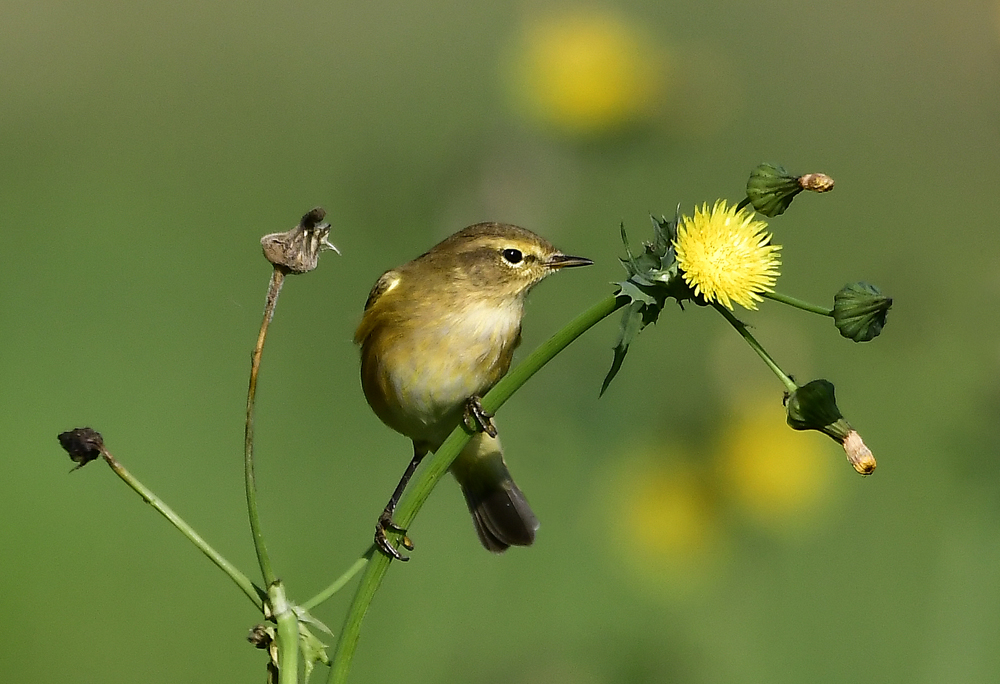  Zilpzalp auf Futtersuche