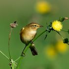  Zilpzalp auf Futtersuche