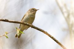 Zilpzalp im Frühling