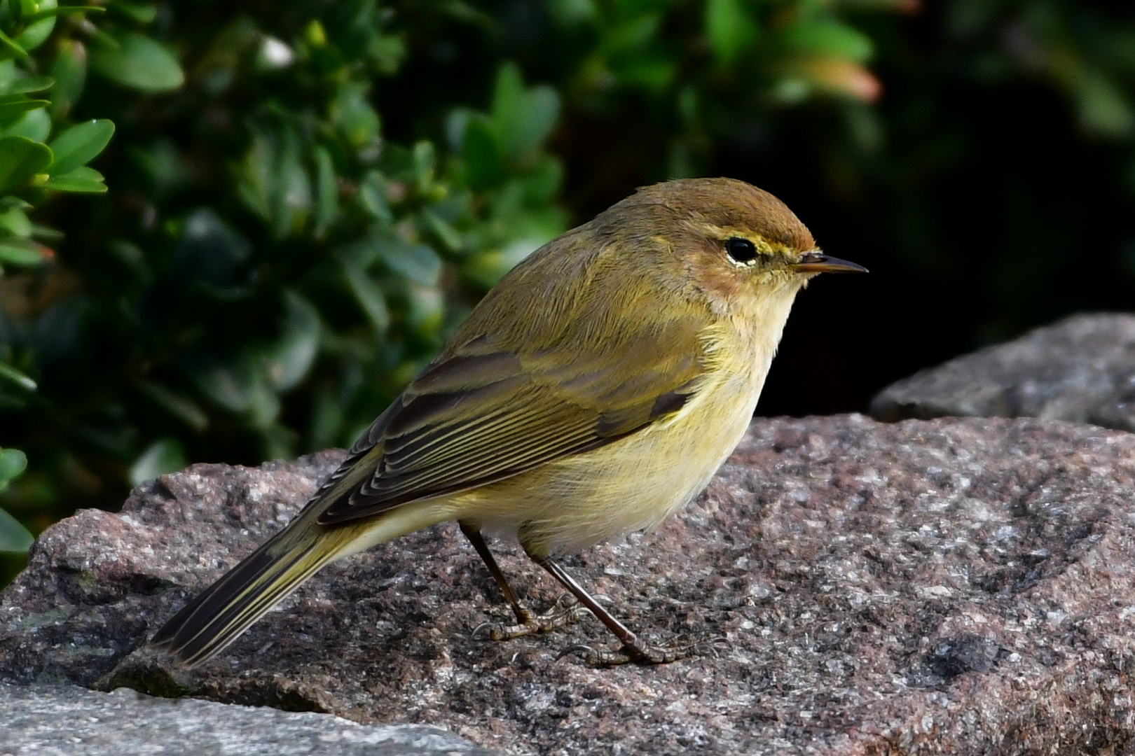 Zilpzalp im Garten