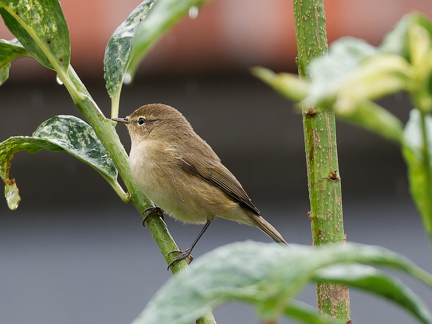 Zilpzalp im Garten