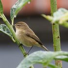 Zilpzalp im Garten