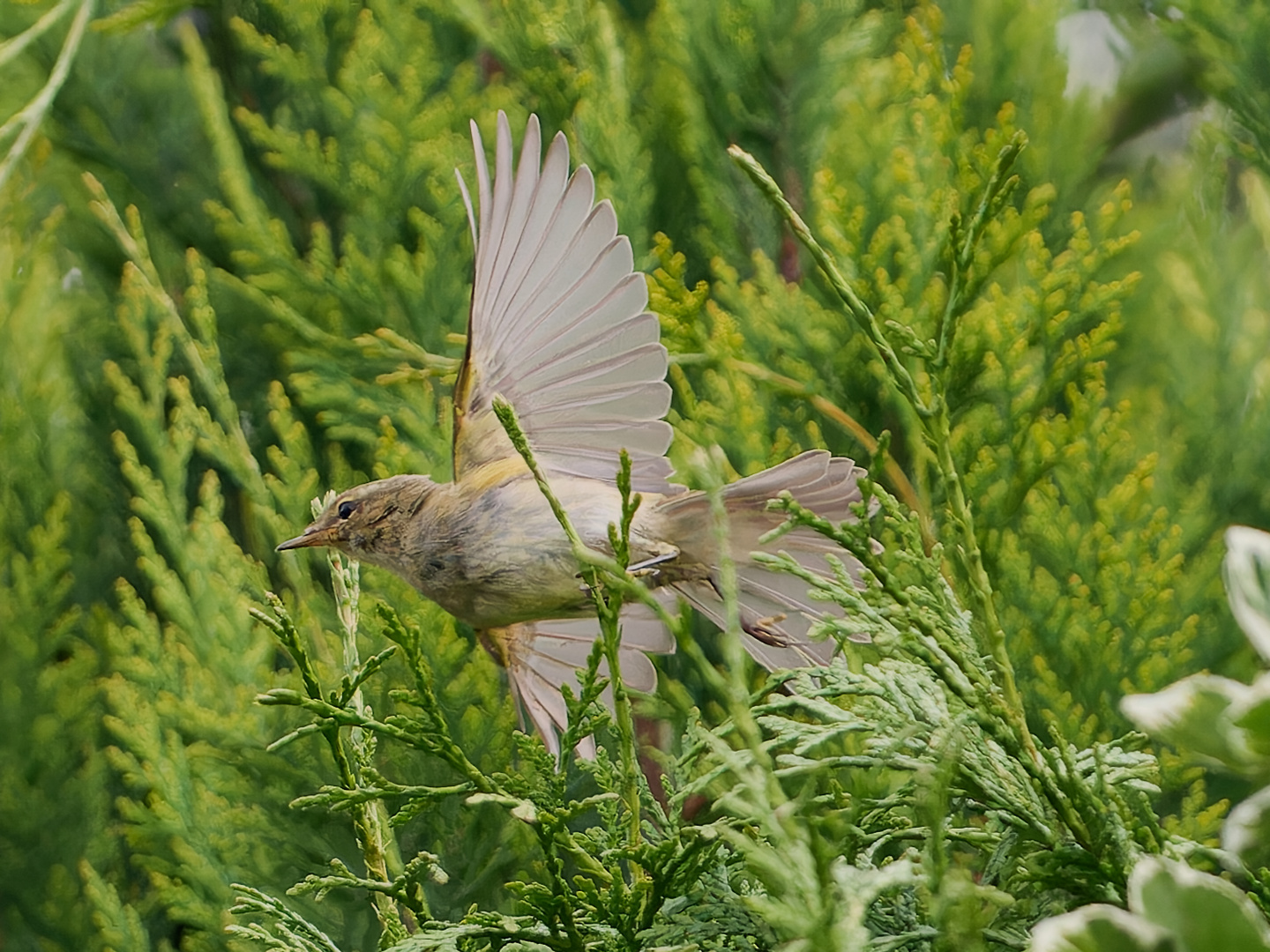 Zilpzalp im Garten