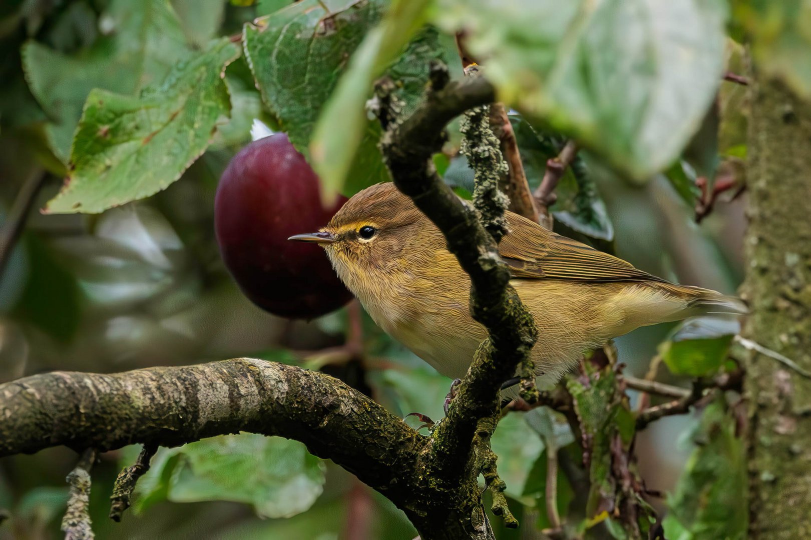 Zilpzalp in einem Pflaumenbaum / Chifchaf in a plum tree