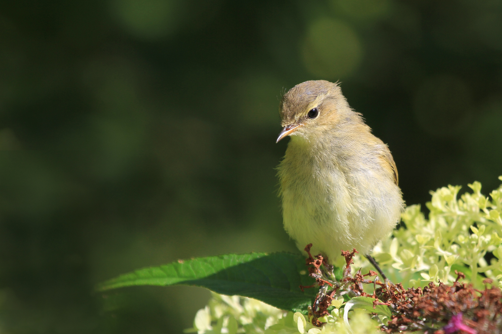 Zilpzalp Jungvogel