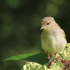 Zilpzalp Jungvogel