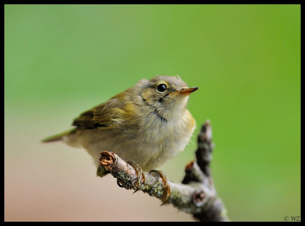 - Zilpzalp  Jungvogel -