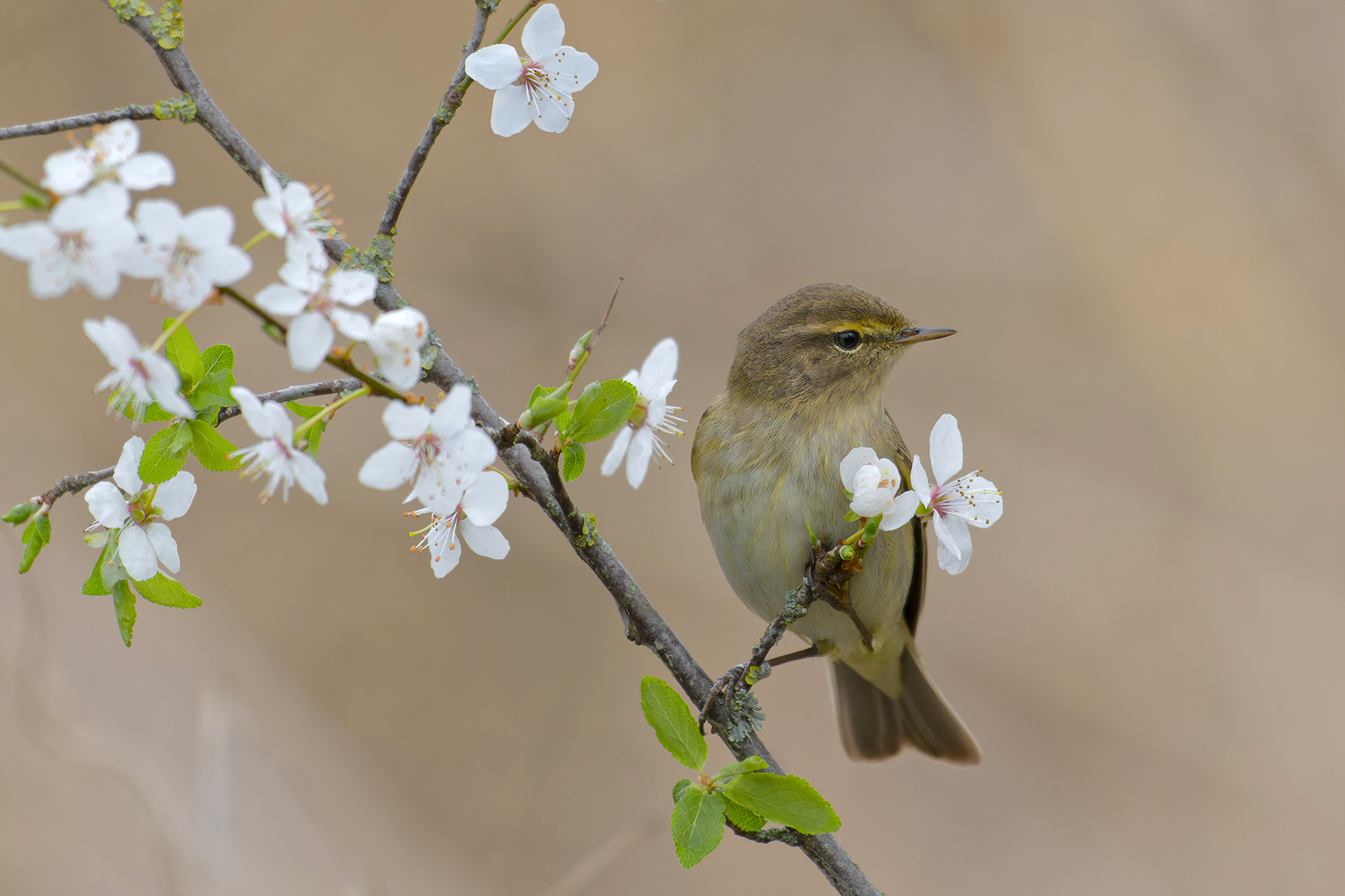 Zilpzalp oder auch Weidenlaubsänger genannt | Phylloscopus collybita